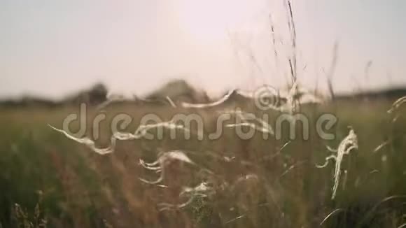 银羽草在草原迎风摇曳俄罗斯的羽毛草大风吹浪打草阿尔泰视频的预览图