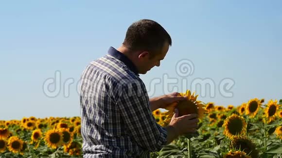 一个男性农民正在考虑一片向日葵的田地一个年轻有前途的农民照顾未来的收获视频的预览图