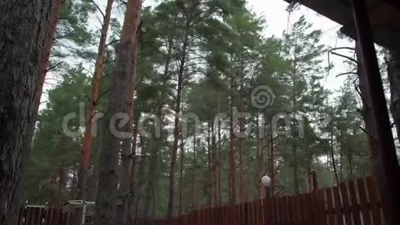 森林里的风暴树视频的预览图