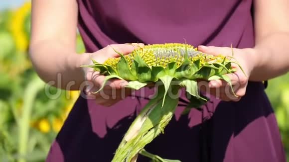 女人的手撕着向日葵的帽子一个女农场主的手紧紧地抓住向日葵的两半视频的预览图