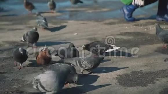 春天公园里吃面包的鸽子视频的预览图