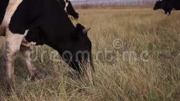 在秋天的草地上吃草的黑白牛近距离射击视频的预览图