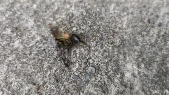 4只黑蚂蚁把食物放在地上视频的预览图