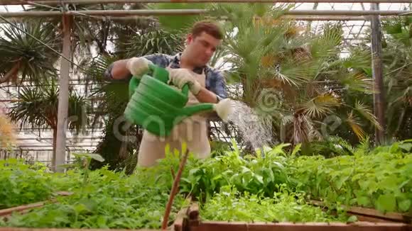 男园丁正在花园里干活用浇水罐给青苗浇水视频的预览图