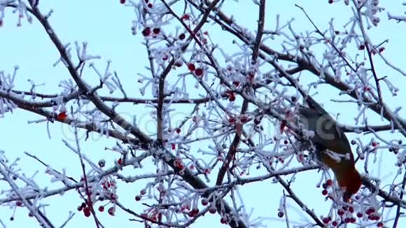 鸟类波西米亚蜡翼冬季视频的预览图