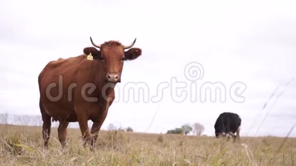 红牛看着镜头很长一段时间视频的预览图