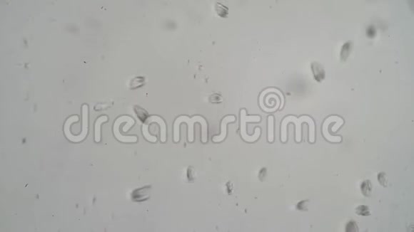 白色背景下的大型微生物视频的预览图
