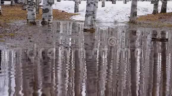 在春天的桦树公园里堆起了堆堆飘起了旧雪水坑水面从风中荡起涟漪视频的预览图