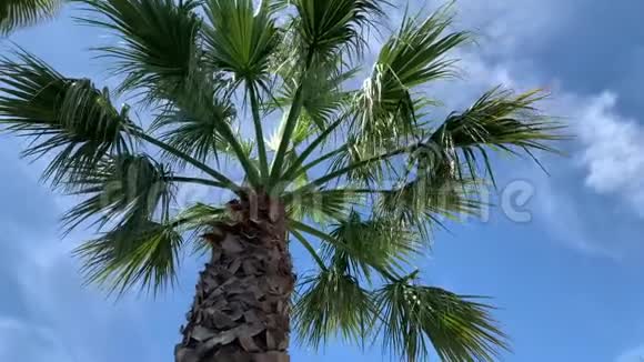 棕榈树蓝天底景视频的预览图