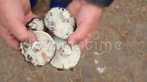 一个人在采摘蘑菇把它放进篮子里视频的预览图