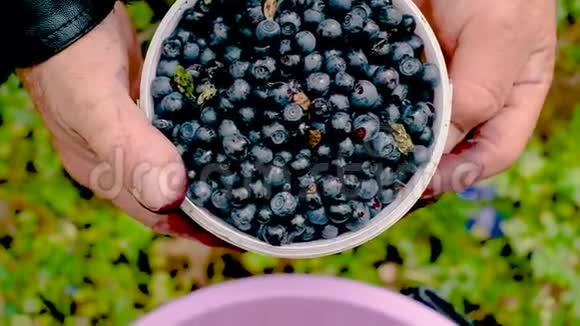 一桶蓝莓收集成熟多汁水果的浆果视频的预览图