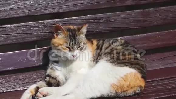 阳光明媚的一天可爱的猫在长凳上洗衣服视频的预览图