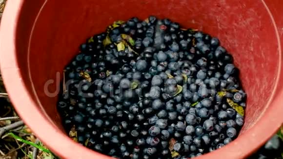 一桶蓝莓收集成熟多汁水果的浆果视频的预览图