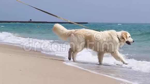 纯种狗站在海边四处张望视频的预览图