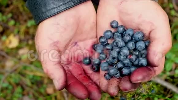 手拿着一束蓝莓新鲜采摘的野生蓝莓新鲜视频的预览图