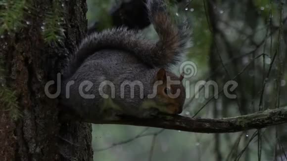 雨中的松鼠拥抱树枝躲在毛茸茸的尾巴下视频的预览图