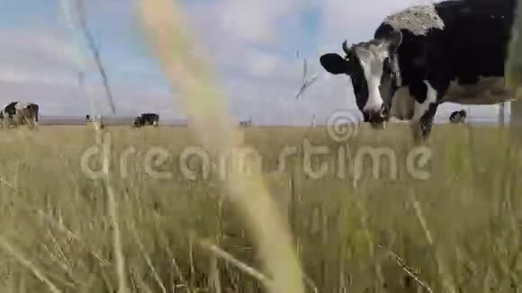奶牛在秋天的草地上放牧黑白牛跟着走视频的预览图