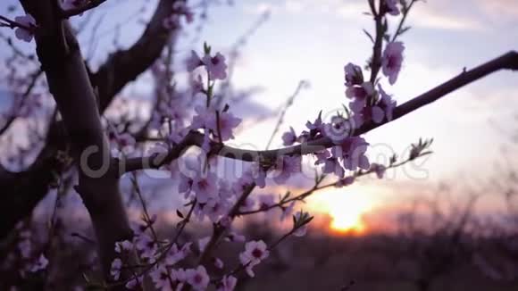 春天的果园美丽的嫩粉色的花朵在夕阳下的花园里的杏树上特写视频的预览图