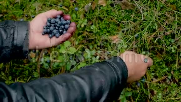手拿着一束蓝莓新鲜采摘的野生蓝莓视频的预览图