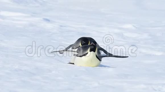 南极洲雪上的帝企鹅视频的预览图
