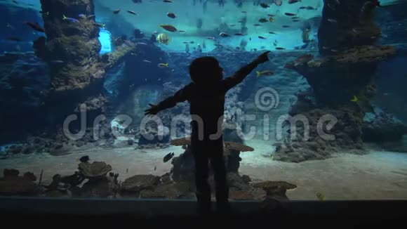 海洋馆一个男孩的黑色身影在清澈的海水中在考虑大水族馆里的鱼视频的预览图