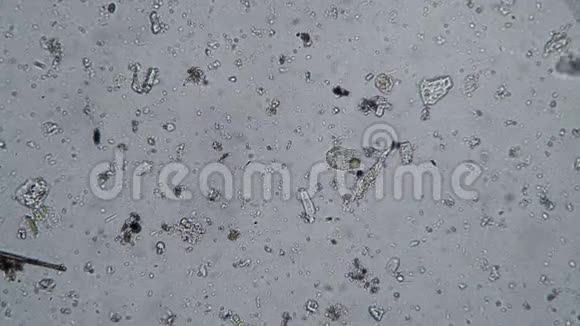 白色背景上带有原生动物微生物的微观世界的生物背景视频的预览图