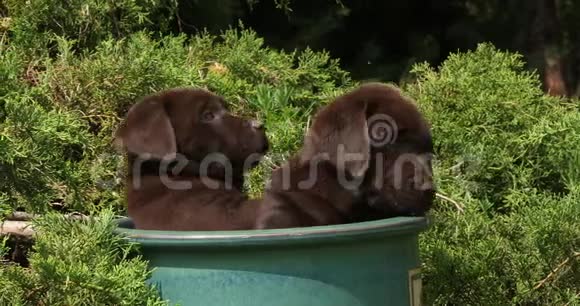 棕色拉布拉多猎犬小狗在花盆里玩耍诺曼底慢动作视频的预览图