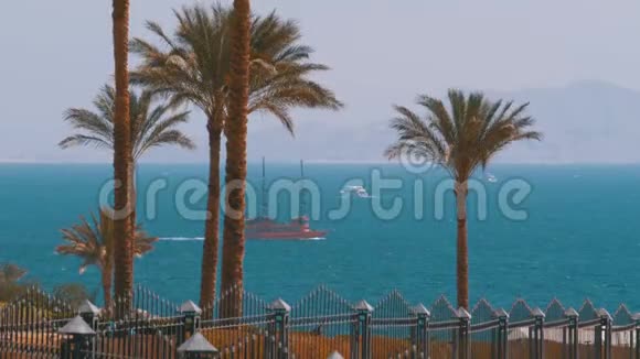 埃及红海沙姆沙伊赫棕榈树和帆船景观视频的预览图