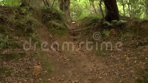 古老野林中的山径视频的预览图