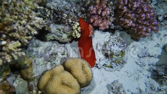 珊瑚礁的西班牙舞者视频的预览图