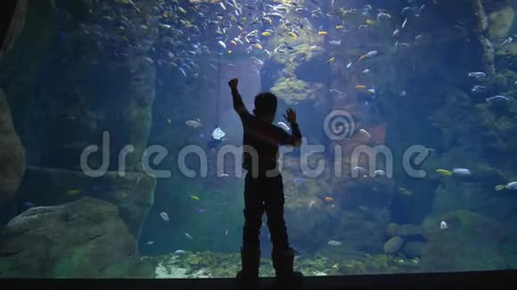 海底世界孩子正在研究许多不同的鱼在水族馆里游泳视频的预览图