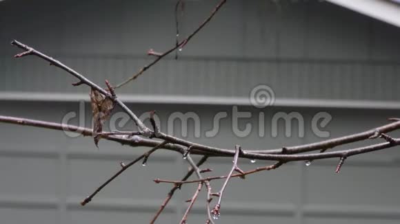 雨天冬树枝湿挂枯叶视频的预览图