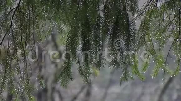 明亮的水滴低垂在松树的树枝上视频的预览图