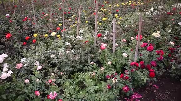 花园中心出售玫瑰多种颜色的玫瑰花瓣细节和特写视频的预览图