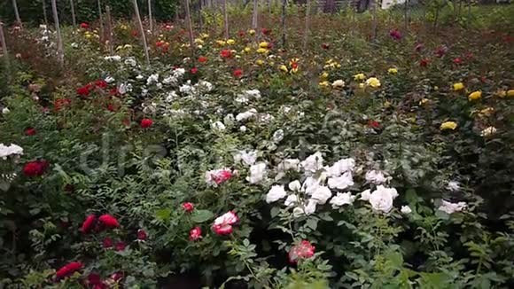 花园中心出售玫瑰多种颜色的玫瑰花瓣细节和特写视频的预览图