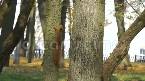 松鼠爬行爬上树干保持保持坚果或橡子在嘴松鼠在树上跑得很快慢慢视频的预览图