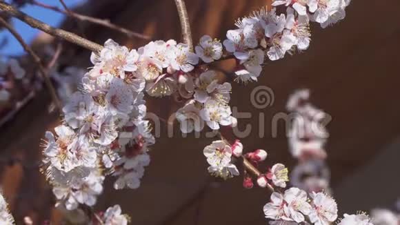 杏树开了花蜜蜂在花旁飞翔视频的预览图