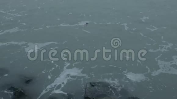 鸭子潜入水中视频的预览图