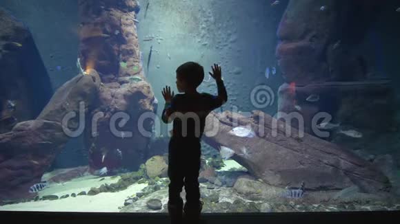 小男孩正在研究水下世界有许多不同的鱼在水族馆里游泳视频的预览图
