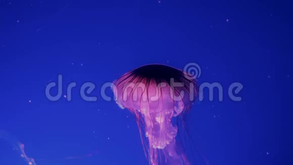 红色发光的水母在深蓝色的水里移动视频的预览图