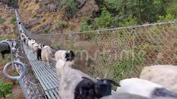 山羊和羊过桥视频的预览图
