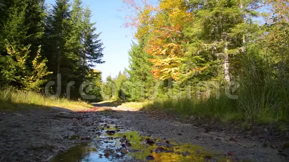 森林路上的小溪视频的预览图