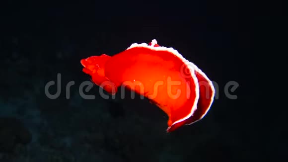 珊瑚礁的西班牙舞者视频的预览图