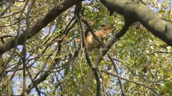 松鼠坐在树枝上呼吸用镜头或照相机看特写野松鼠在跳跃寻找一只视频的预览图