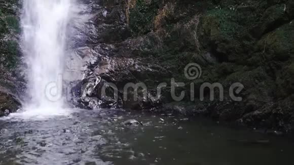 海豹幼崽从瀑布池中跳跃视频的预览图