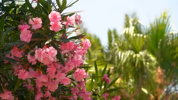 粉红色夹竹桃的开花灌木视频的预览图
