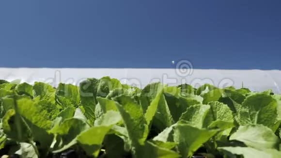 镜头移动沿一个年轻的绿色幼苗N中国卷心菜附近温室视频的预览图