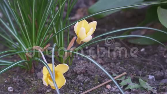 花园里长出两朵美丽的小黄花视频的预览图
