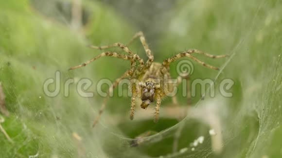大蜘蛛在花园里的网上等着一个受害者视频的预览图
