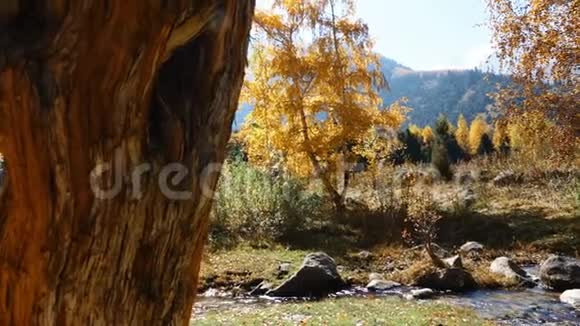 秋天的山溪视频的预览图
